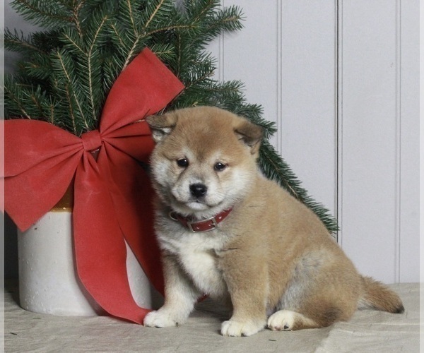 Medium Photo #1 Shiba Inu Puppy For Sale in FREDERICKSBURG, OH, USA