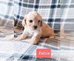 Small #2 Cavachon