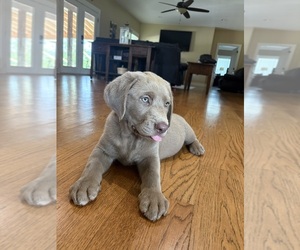 Labrador Retriever Puppy for sale in SCOTTSBORO, AL, USA