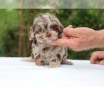 Small #1 ShihPoo