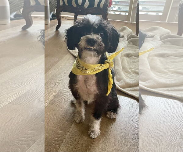 Medium Photo #4 Lhasa-Poo Puppy For Sale in Newport Beach, CA, USA