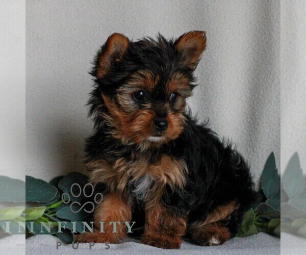 Medium Photo #2 Yorkshire Terrier Puppy For Sale in REINHOLDS, PA, USA