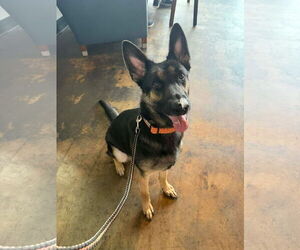 German Shepherd Dog Dogs for adoption in Mobile, AL, USA