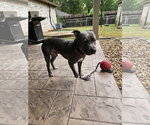Lou - Male Mutt Dog for Adoption - Small photo