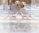 Small #9 English Cream Golden Retriever