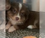 Small Photo #4 Miniature Australian Shepherd Puppy For Sale in BETHANY, IL, USA