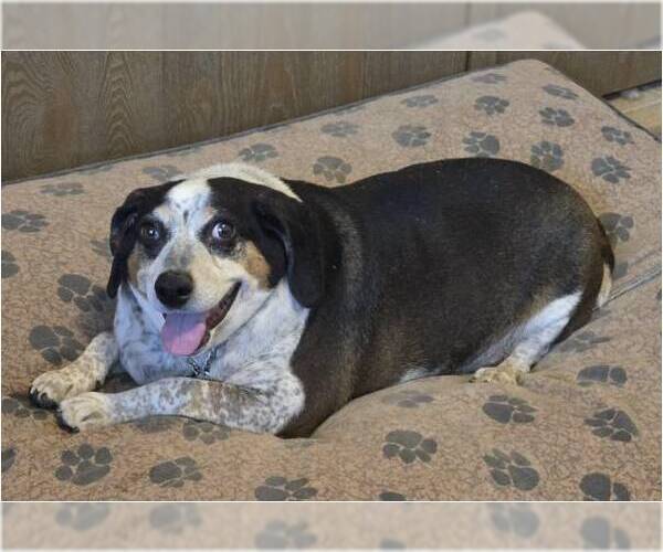 Medium Photo #1 Boglen Terrier Puppy For Sale in Tucson, AZ, USA