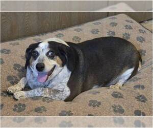 Boglen Terrier Dogs for adoption in Tucson, AZ, USA