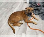 Small #8 Labrador Retriever Mix