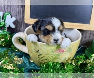 Yorkshire Terrier Puppy for sale in CASSVILLE, MO, USA