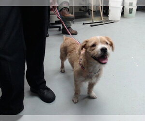 Pembroke Welsh Corgi-Unknown Mix Dogs for adoption in Fayetteville, NC, USA
