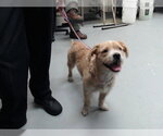 Small Pembroke Welsh Corgi Mix