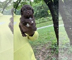 Small #2 YorkiePoo