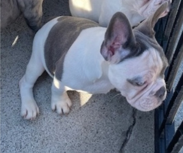 Medium Photo #10 French Bulldog Puppy For Sale in ANTIOCH, CA, USA