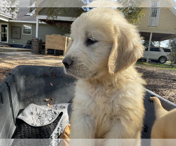Medium Photo #11 Golden Retriever Puppy For Sale in CAMILLA, GA, USA