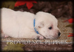 Small Photo #10 West Highland White Terrier Puppy For Sale in COPPOCK, IA, USA