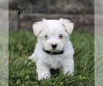 Small Photo #3 Maltese Puppy For Sale in ATGLEN, PA, USA