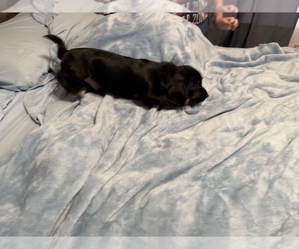 Medium Photo #11 Schweenie Puppy For Sale in DOTHAN, AL, USA