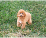 Small #2 Poodle (Miniature)