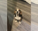 Small #3 Beagle
