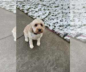 Medium Cavapoo