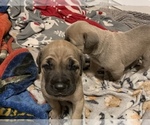 Small Photo #2 Cane Corso Puppy For Sale in CLEARWATER, FL, USA