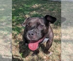 American Pit Bull Terrier Dogs for adoption in Texas City, TX, USA