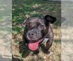 Small American Pit Bull Terrier