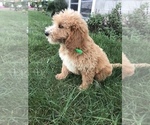 Small Photo #8 Labradoodle-Poodle (Miniature) Mix Puppy For Sale in BOWLING GREEN, KY, USA