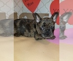 Small Photo #10 French Bulldog Puppy For Sale in BALDWIN PARK, CA, USA