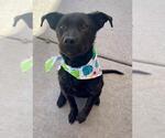Small Photo #4 Labrador Retriever Puppy For Sale in Tulsa, OK, USA