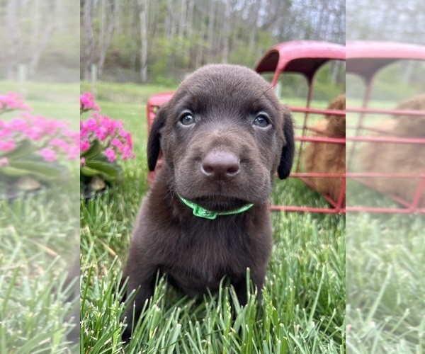 Medium Photo #6 Labrador Retriever Puppy For Sale in NEOLA, WV, USA