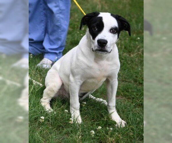 Medium Photo #2 Mutt Puppy For Sale in Glen Allen, VA, USA