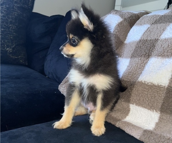 Medium Photo #10 Pomeranian Puppy For Sale in LAUREL, MD, USA