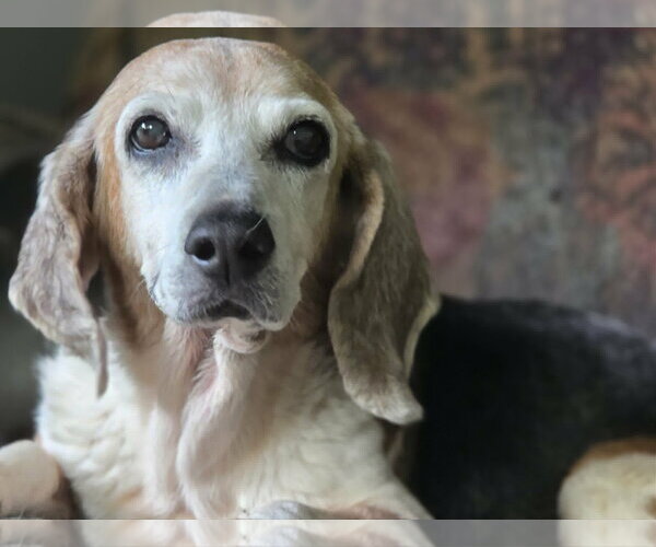 Medium Photo #4 Beagle Puppy For Sale in Cuba, NY, USA