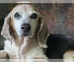 Small #3 Beagle