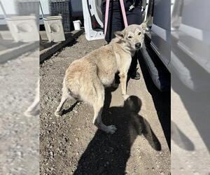 Siberian Husky Dogs for adoption in Stockton, CA, USA