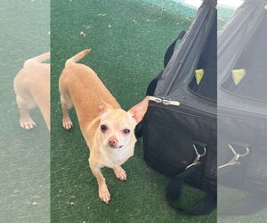 Chihuahua Dogs for adoption in MIDWAY, UT, USA
