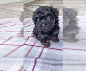 Havanese Puppy for sale in LOTT, TX, USA