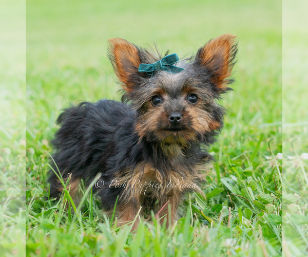 Medium Photo #2 Yorkshire Terrier Puppy For Sale in WARSAW, IN, USA