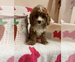 Small Photo #16 Cavapoo Puppy For Sale in SYLMAR, CA, USA