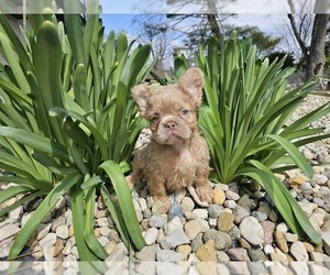 French Bulldog Puppy for sale in INDIANAPOLIS, IN, USA