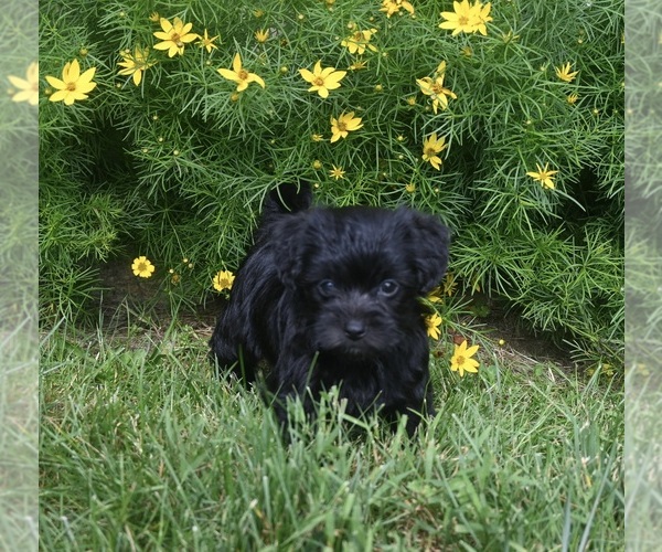 Medium Photo #3 YorkiePoo Puppy For Sale in MILLERSBURG, OH, USA