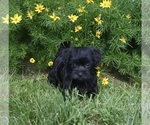 Small Photo #3 YorkiePoo Puppy For Sale in MILLERSBURG, OH, USA