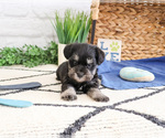 Small #1 Schnauzer (Miniature)