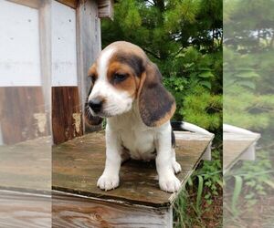 Beagle Puppy for Sale in PLATTEVILLE, Wisconsin USA