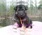 Small #4 German Shepherd Dog