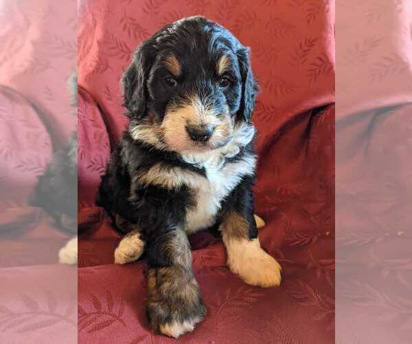 Medium Photo #2 Bernedoodle Puppy For Sale in ELKTON, VA, USA