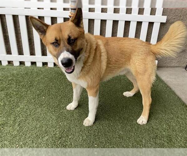 Medium Photo #1 Anatolian Shepherd-Unknown Mix Puppy For Sale in Modesto, CA, USA