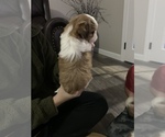Small Photo #2 Shih Tzu Puppy For Sale in EAST FREETOWN, MA, USA